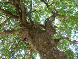 Tree Pruning